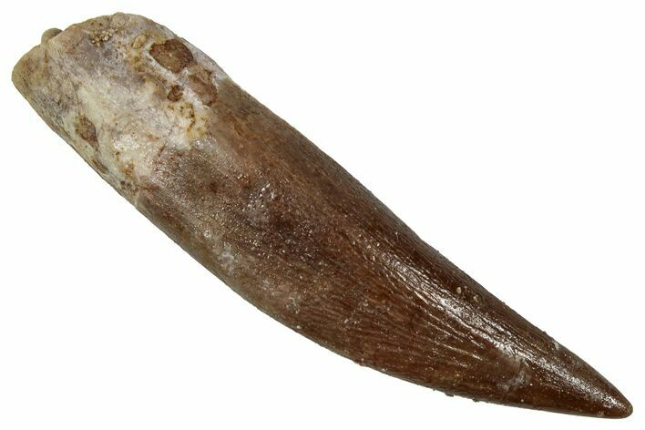 Fossil Plesiosaur (Zarafasaura) Tooth - Morocco #354720